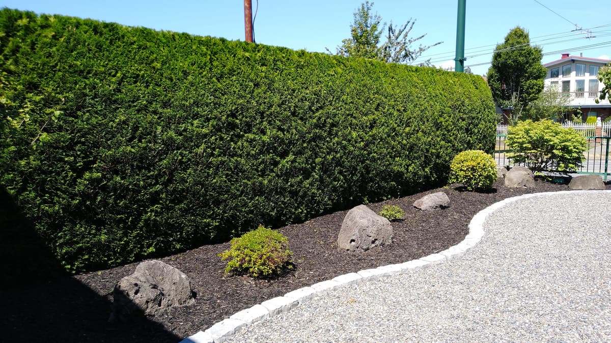 Professional hedge maintenance
