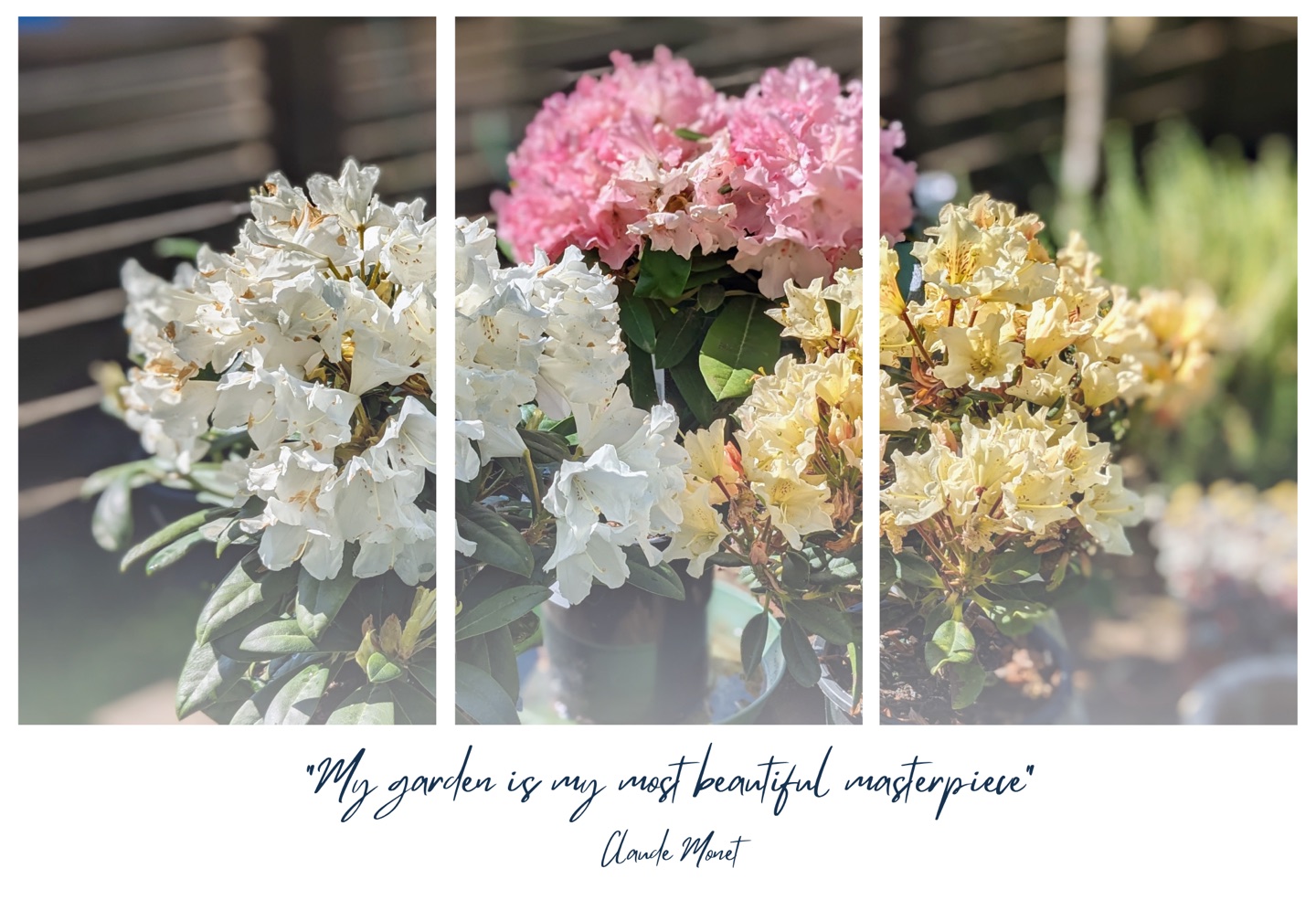 A-BBY Landscape summer garden — white, pink and yellow rhododendrons in bloom, with the Claude Monet quote “My garden is my most beautiful masterpiece”