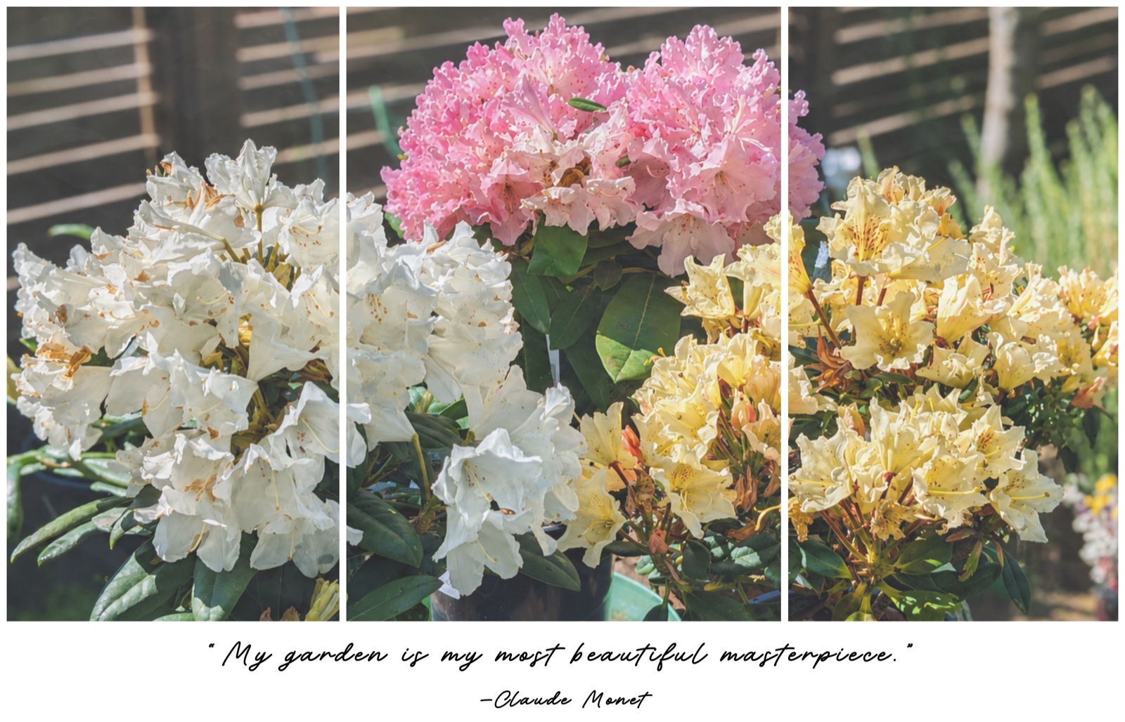 A-BBY Landscape summer garden — rhododendrons in bloom