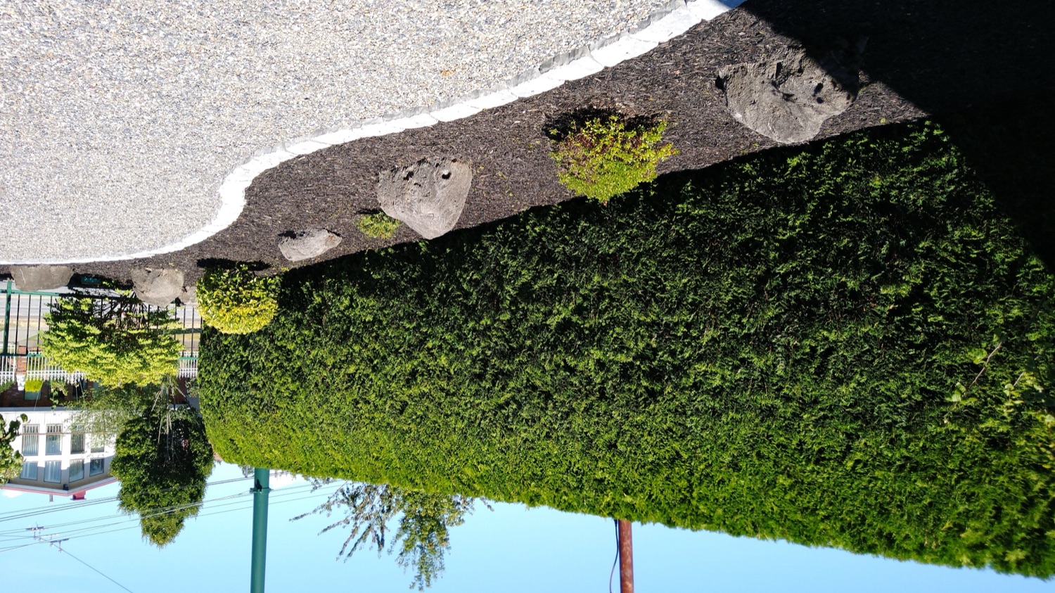 Hedge & Tree Care by A-BBY Landscape